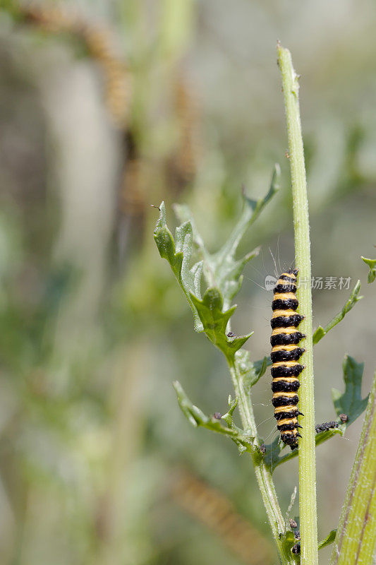 朱砂蛾(Tyria jacobaea)毛虫